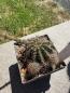 Preview: Echinopsis sindi